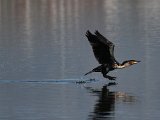 frieda 251  Witborsduiker styg op - Whitebreasted cormorant : frieda